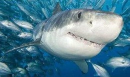 娱乐吃瓜酱鲨鱼视频,揭秘鲨鱼视频背后的秘密与趣味